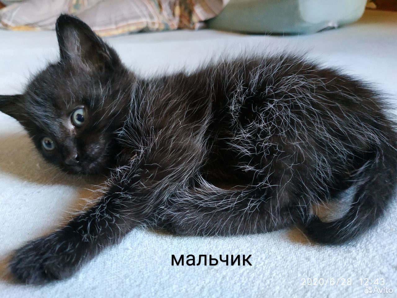 Котята 1 месяц купить на Зозу.ру - фотография № 2