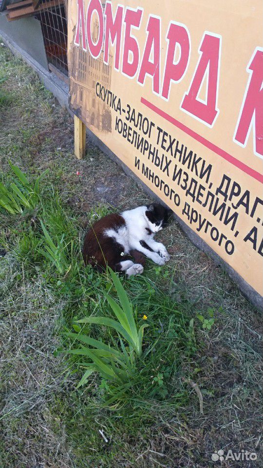 Котик ищет дом купить на Зозу.ру - фотография № 9