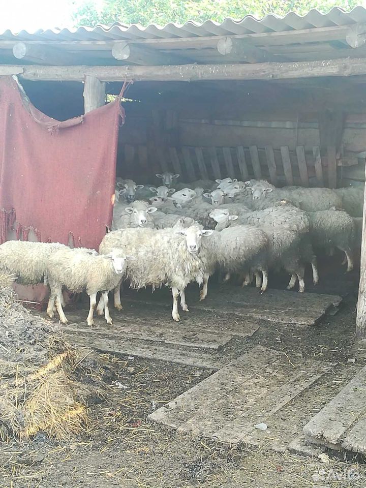 Бараны, овцы, ягнята- для разведения купить на Зозу.ру - фотография № 2