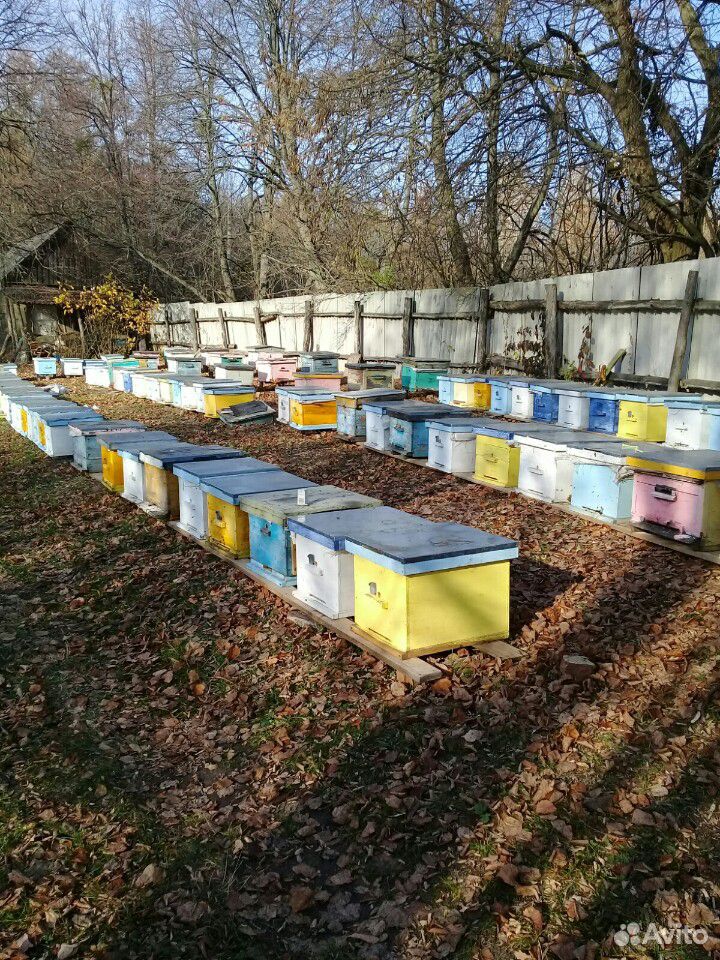 Пчеломатки весь сезон купить на Зозу.ру - фотография № 1