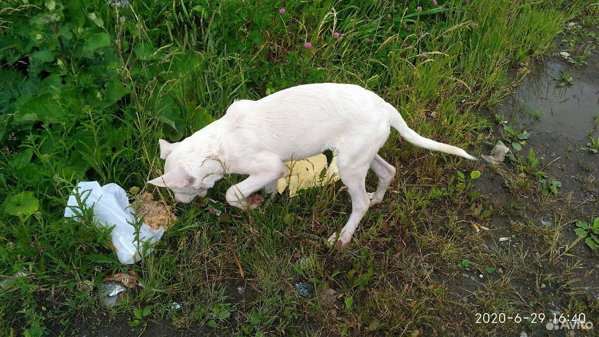 Белый щенок ждёт своего хозяина купить на Зозу.ру - фотография № 4