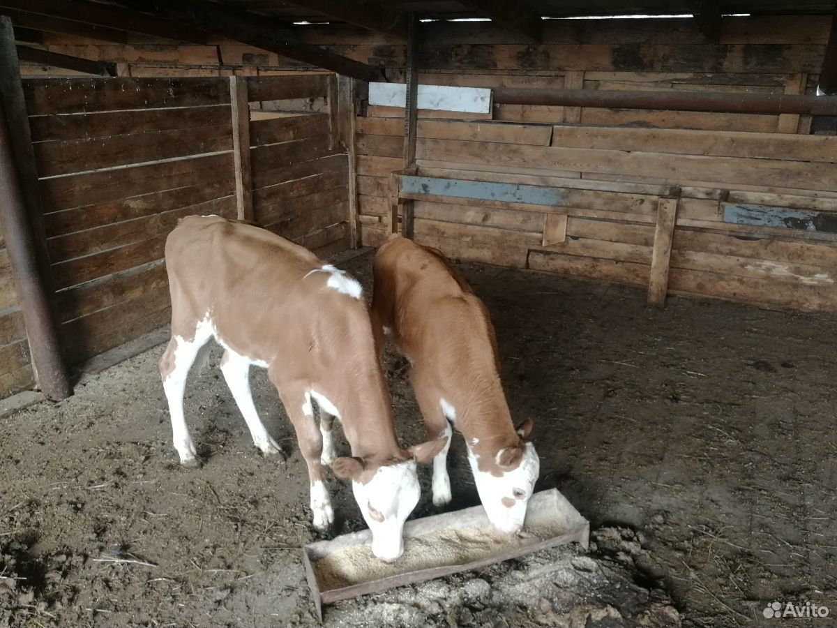 Продаются 4 гол. дойных коров. 4 телки возраст 1.5 купить на Зозу.ру - фотография № 3