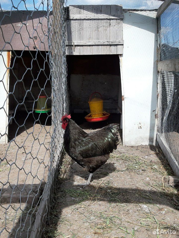 Цыплята мясо-яичных пород кур купить на Зозу.ру - фотография № 4