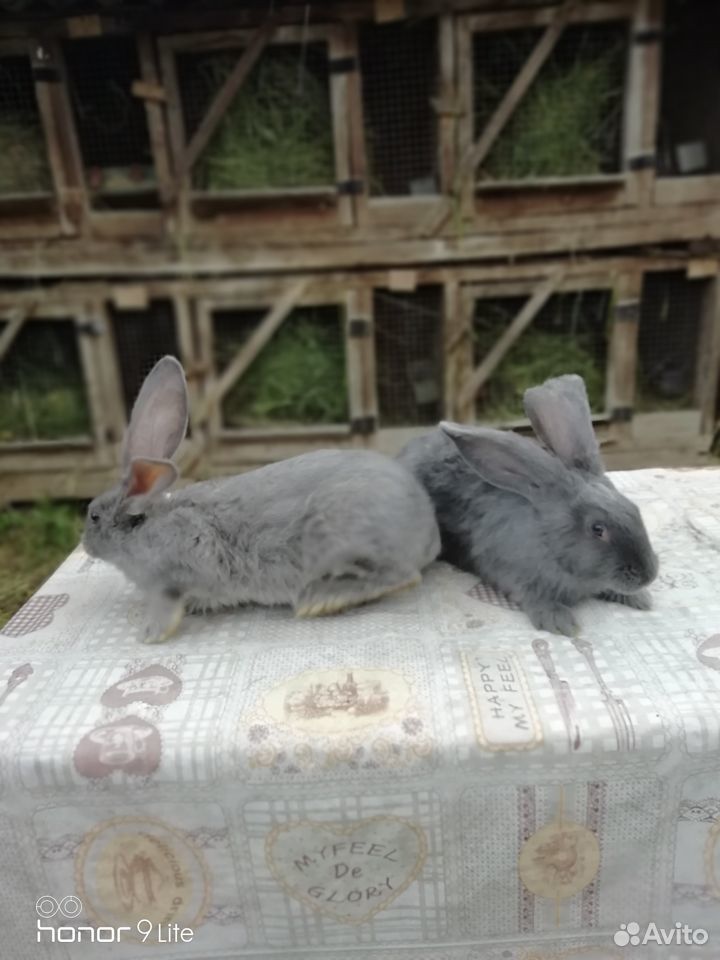 Кролики породы ризен купить на Зозу.ру - фотография № 4