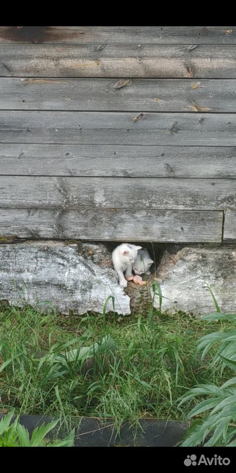 Белые котята купить на Зозу.ру - фотография № 3
