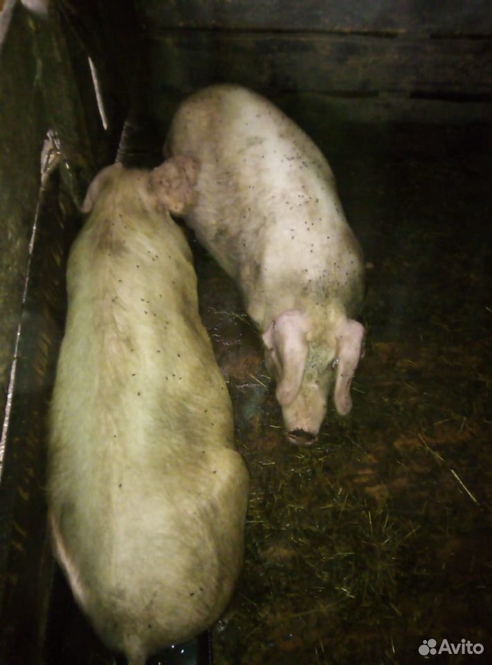 Две супоростные свиньи купить на Зозу.ру - фотография № 1
