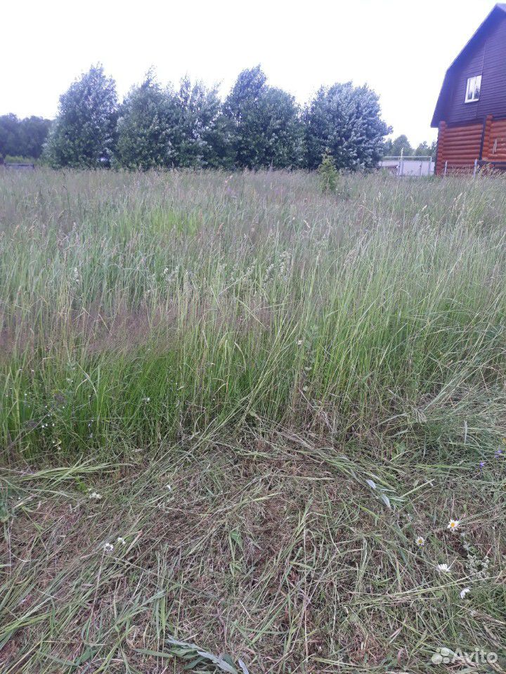 Сена трава купить на Зозу.ру - фотография № 1