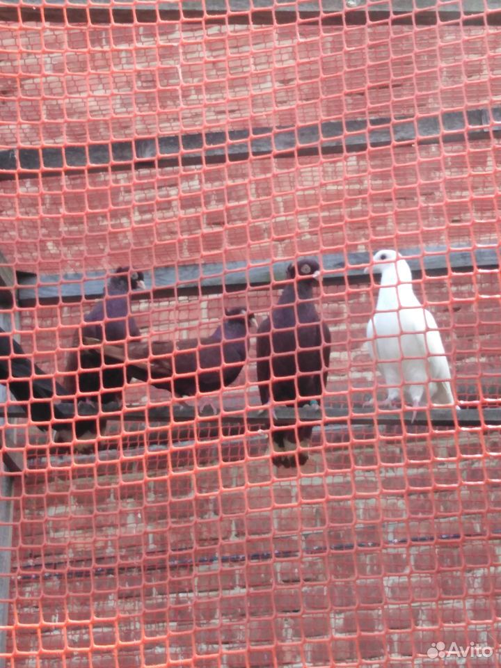 Продам голубей порода Тульские (жарые) купить на Зозу.ру - фотография № 2