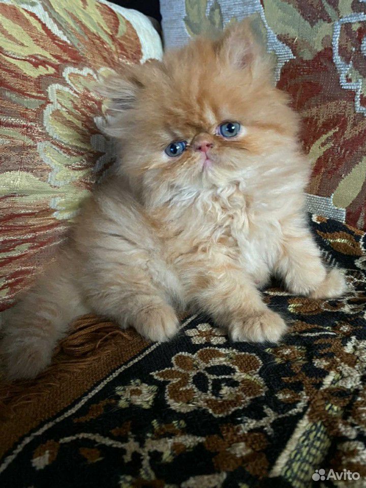 Котенок персидской породы купить на Зозу.ру - фотография № 1