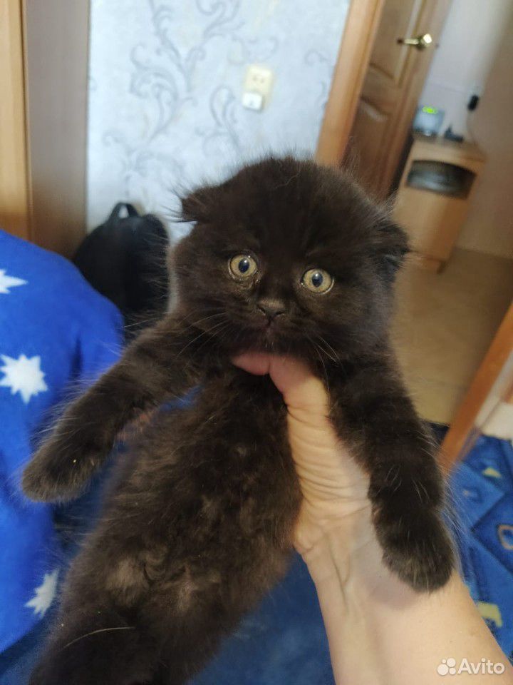 Чёрный шикарный котик купить на Зозу.ру - фотография № 1