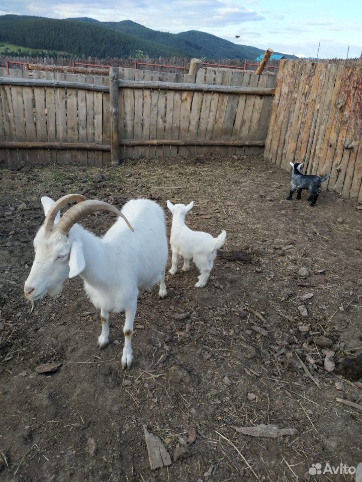 Дойная Коза с козлятами купить на Зозу.ру - фотография № 4
