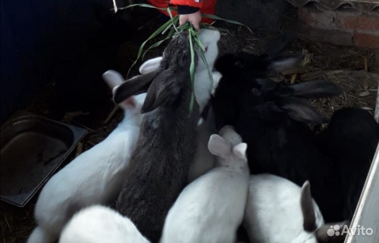 Домашние кролики купить на Зозу.ру - фотография № 2