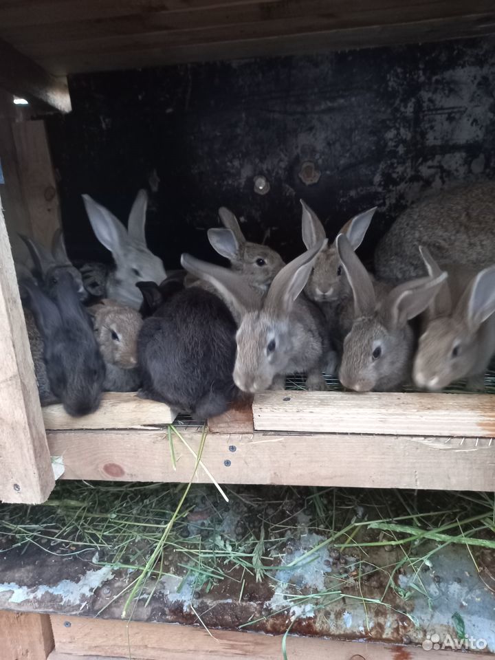 Кролики в Кстовском р-не купить на Зозу.ру - фотография № 1