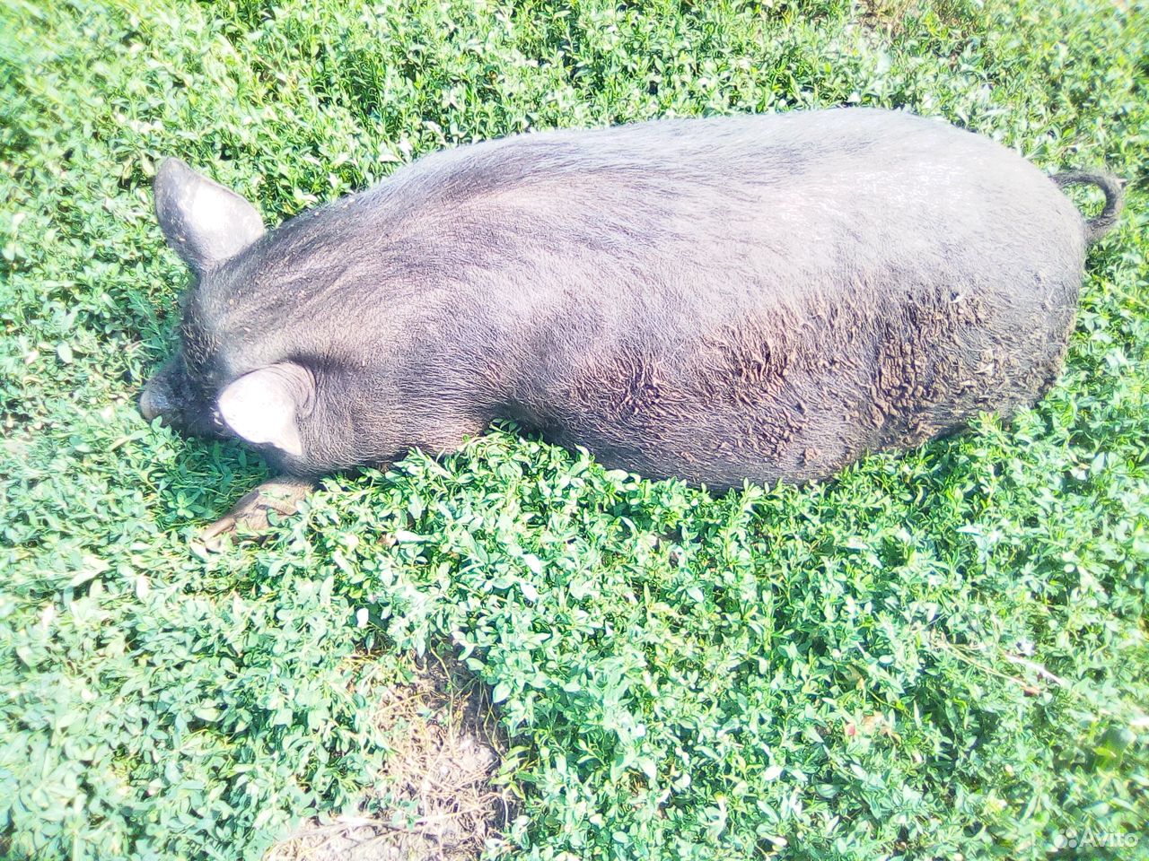 Ветнамская свинья купить на Зозу.ру - фотография № 1