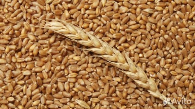 Продам пшеницу купить на Зозу.ру - фотография № 1