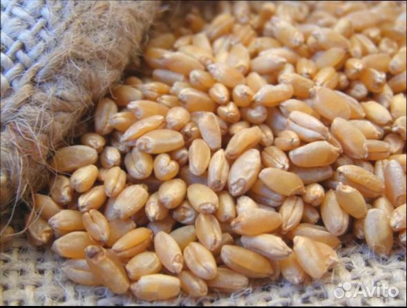 Пшеница в мешках купить на Зозу.ру - фотография № 1