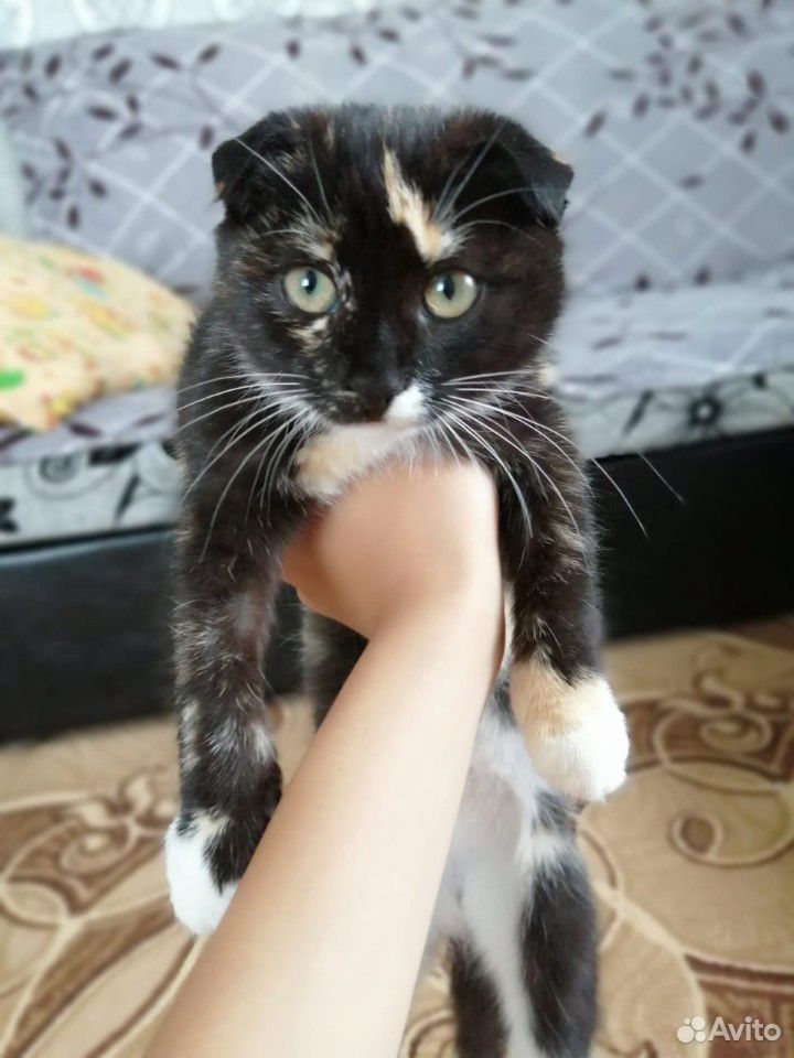 Вислоухий котенок девочка ищет хозяина купить на Зозу.ру - фотография № 1