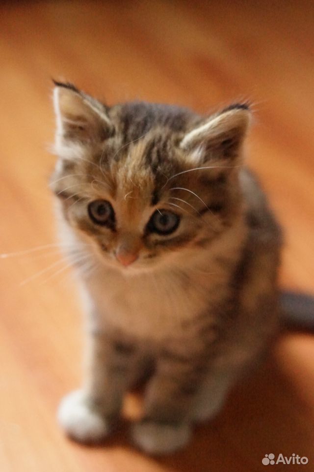 Трехцветный котенок в добрые руки купить на Зозу.ру - фотография № 4