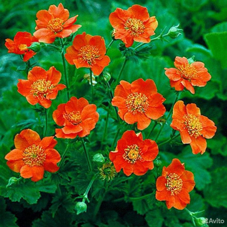 оранжевые садовые цветы фото