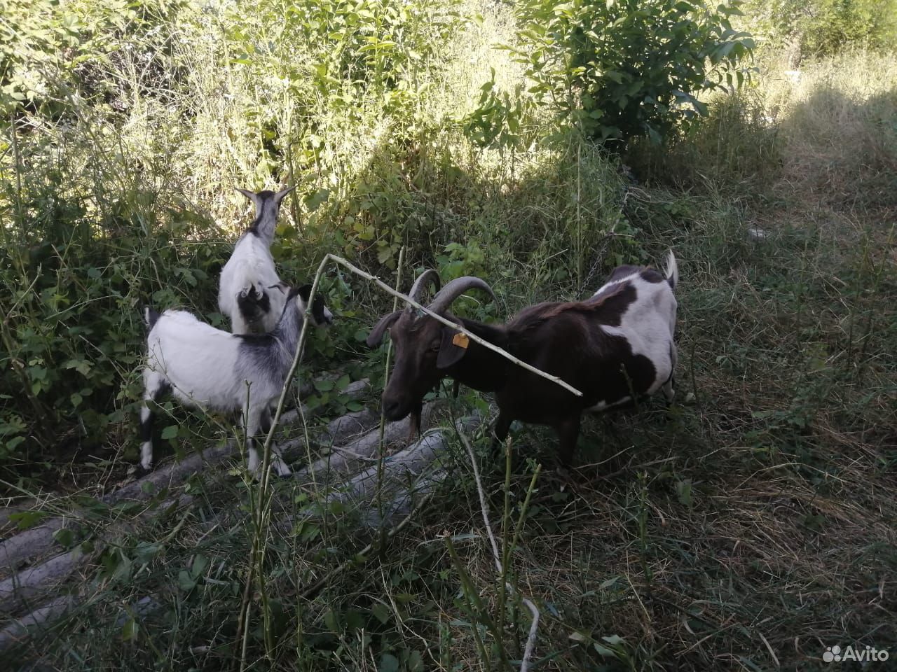 Коза и козочки купить на Зозу.ру - фотография № 1