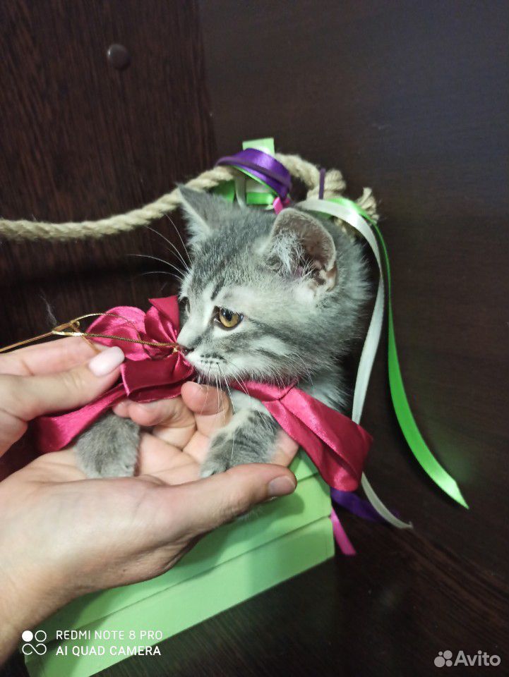 Шикарные котята купить на Зозу.ру - фотография № 5