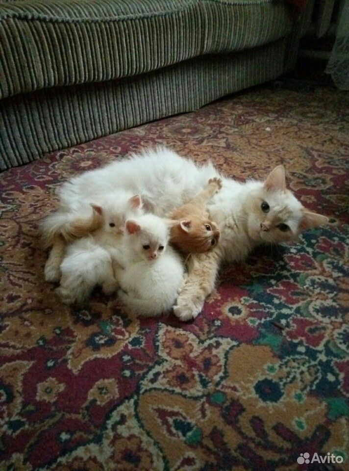 Три замечательных котенка купить на Зозу.ру - фотография № 1