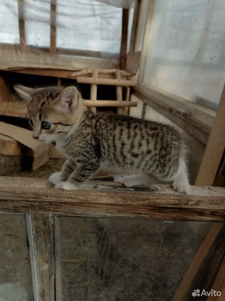 Котячки мелкие купить на Зозу.ру - фотография № 2