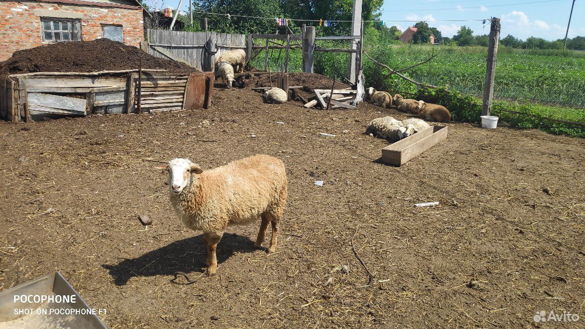 Бараны овцы ягнята купить на Зозу.ру - фотография № 2