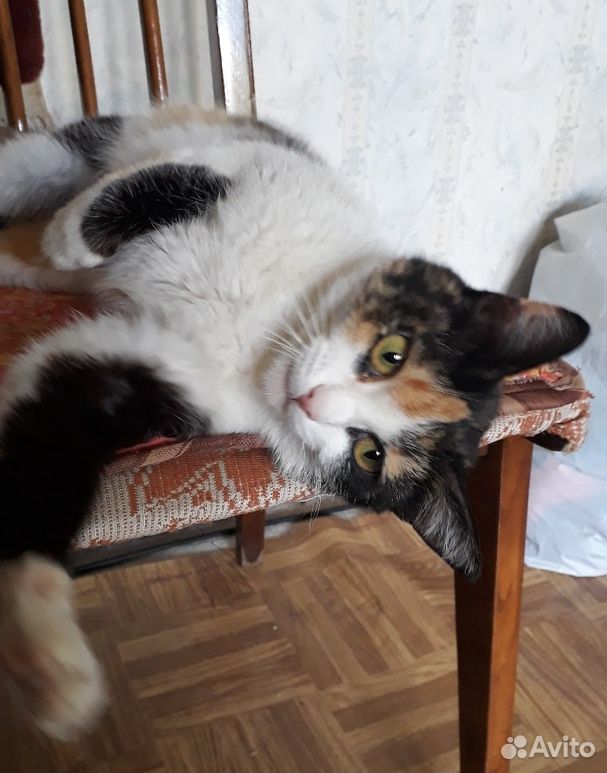 Кошка 1,5 года, умная, стерилизована купить на Зозу.ру - фотография № 6