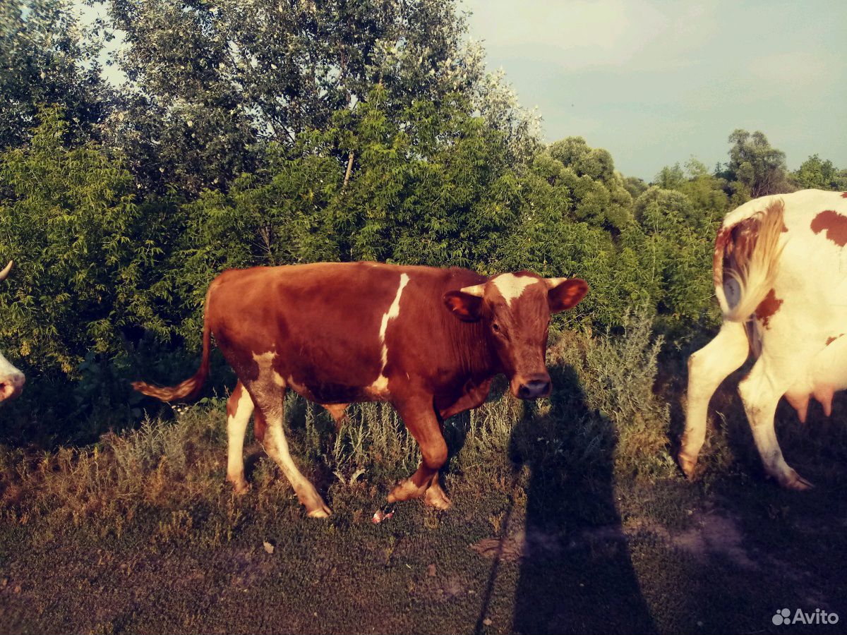 Корова домашняя: 3 отёла и бык купить на Зозу.ру - фотография № 2