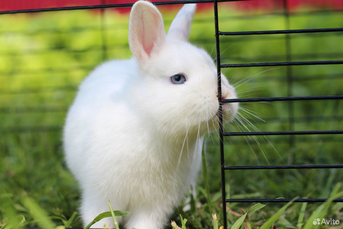 Белый карликовый кролик купить на Зозу.ру - фотография № 3