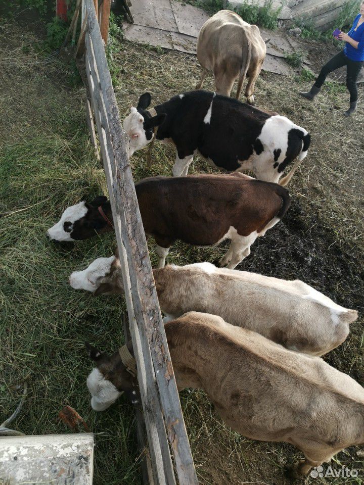 Корова и телки купить на Зозу.ру - фотография № 8