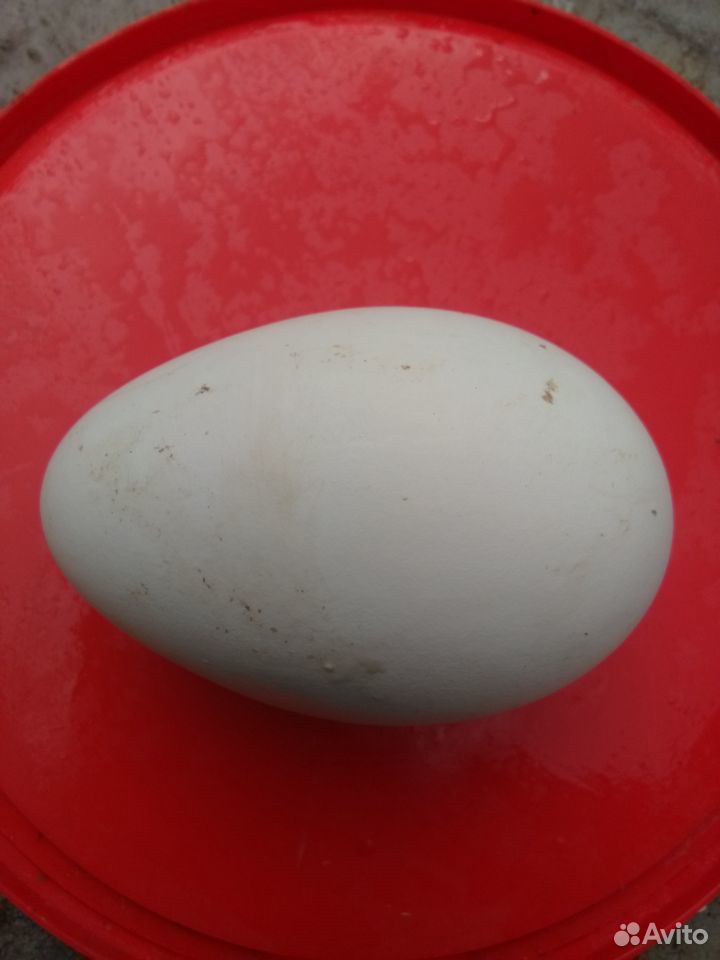 Продам инкубационные яйца гусей линда купить на Зозу.ру - фотография № 1