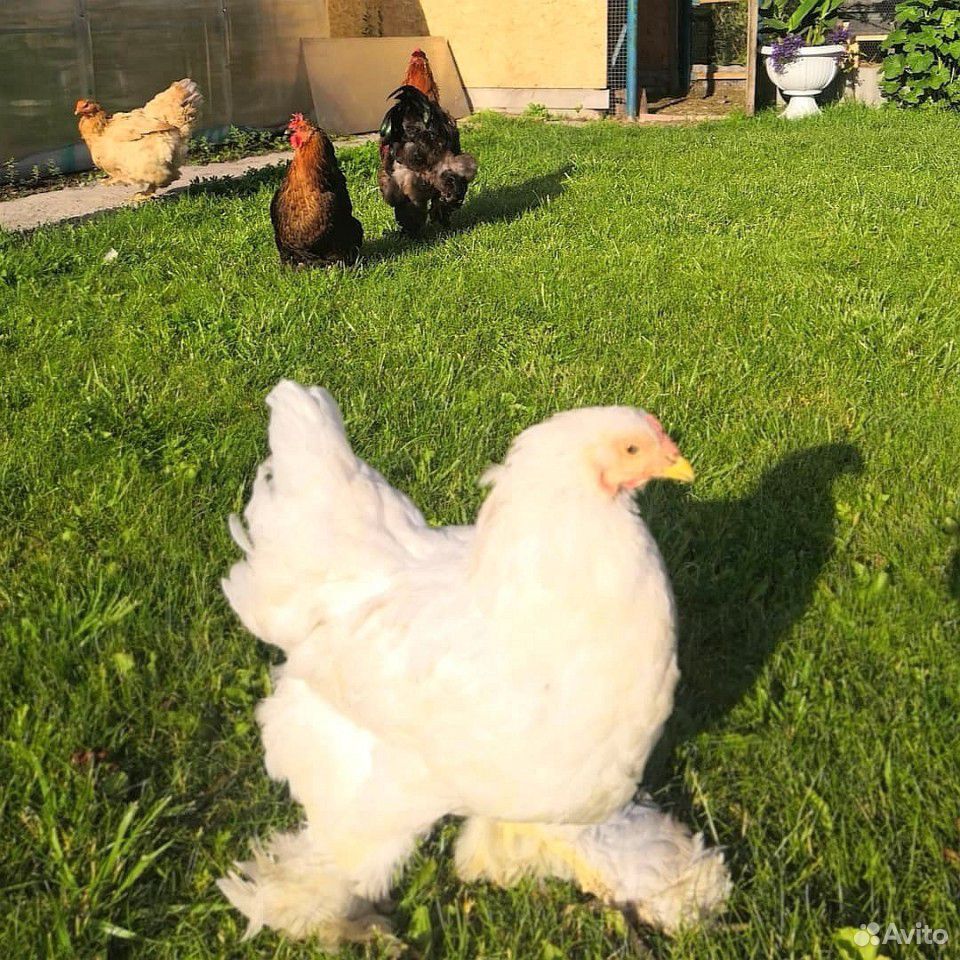 Продам цыплят мясояичной породы купить на Зозу.ру - фотография № 7