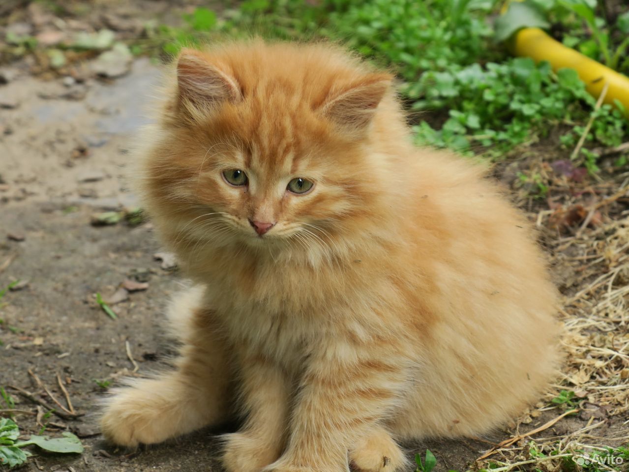 Рыжего котика в добрые руки купить на Зозу.ру - фотография № 6