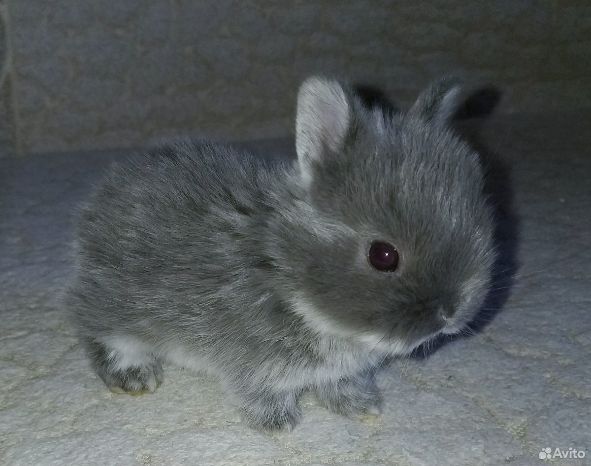 Нидерландские карликовые кролики купить на Зозу.ру - фотография № 3