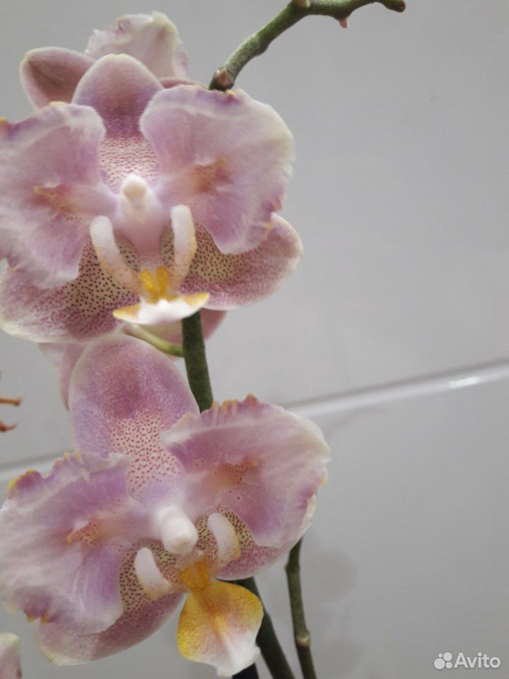 Орхидея бабочка одорион фото