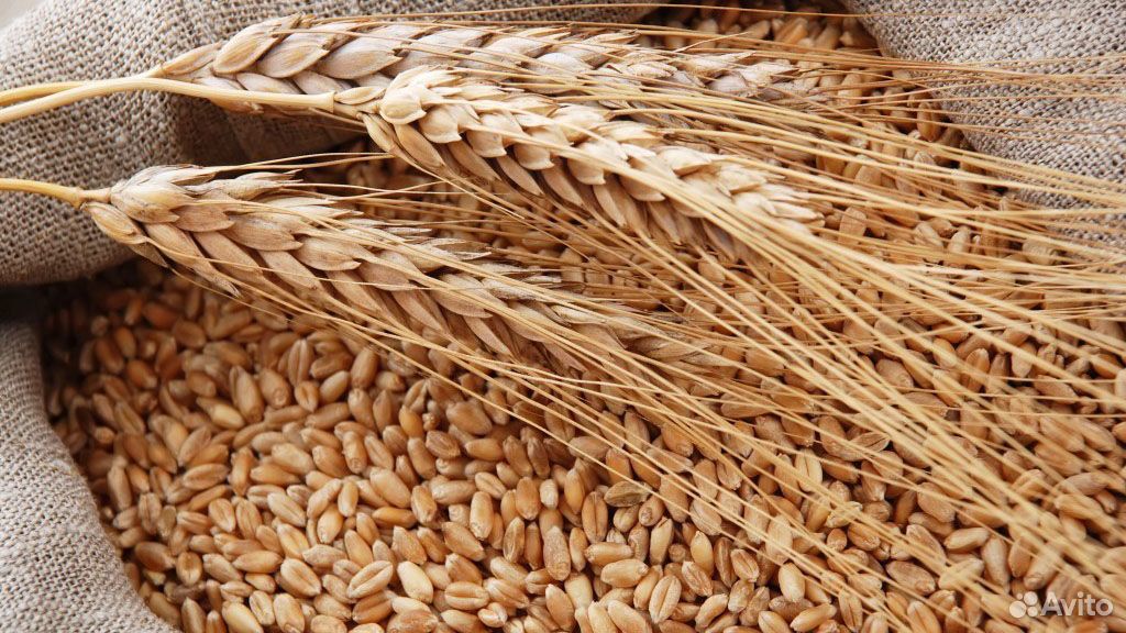 Зерно пшеница и/или ячмень 2т купить на Зозу.ру - фотография № 1