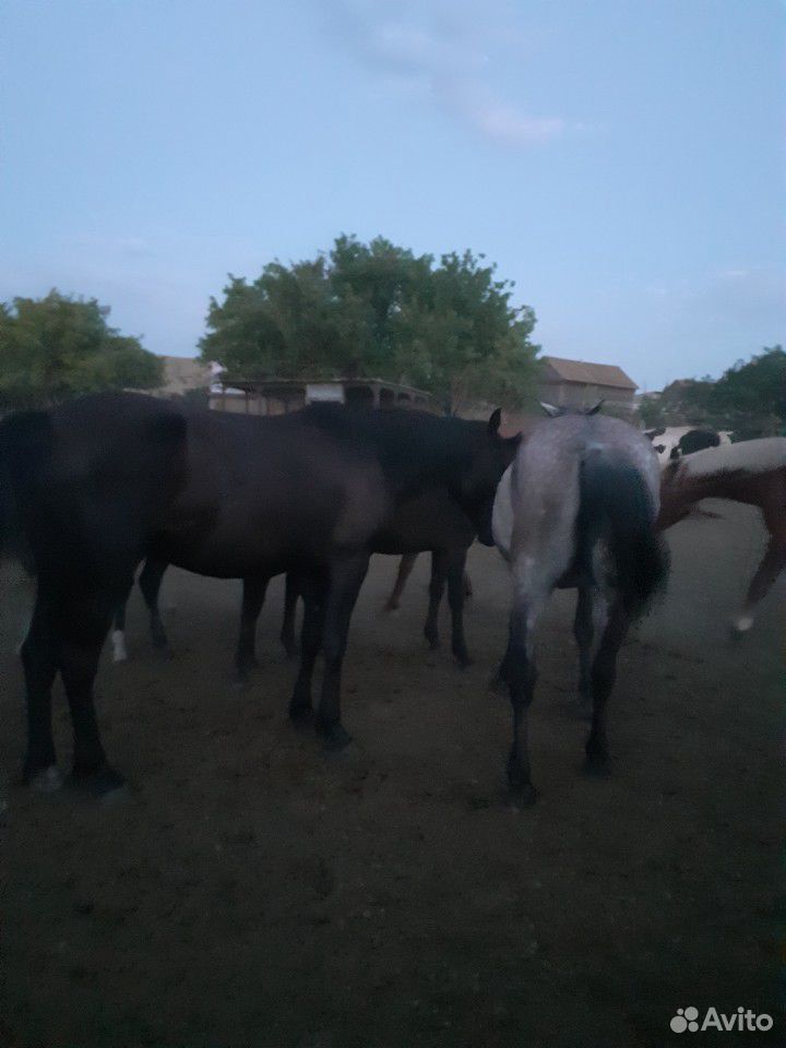 Быки лошади купить на Зозу.ру - фотография № 10