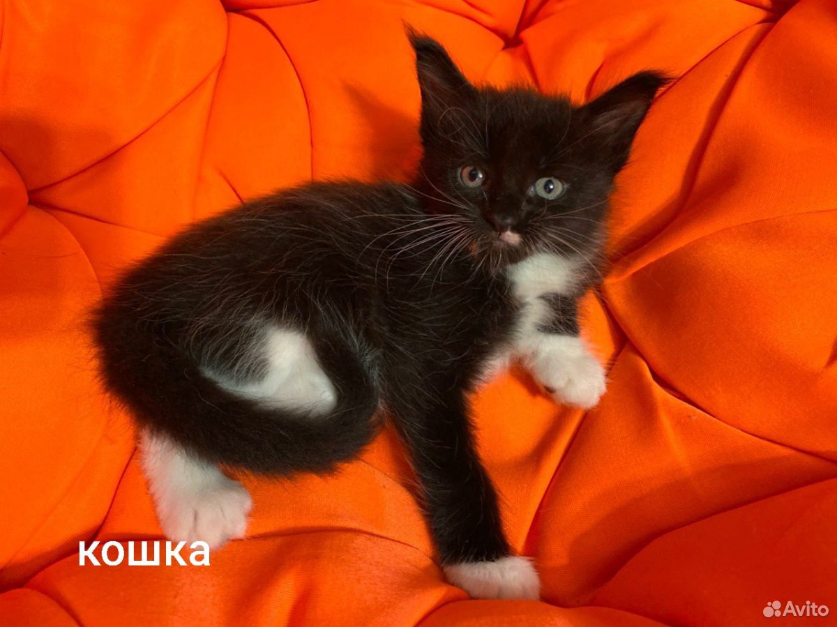 Мейн-кун котята купить на Зозу.ру - фотография № 5