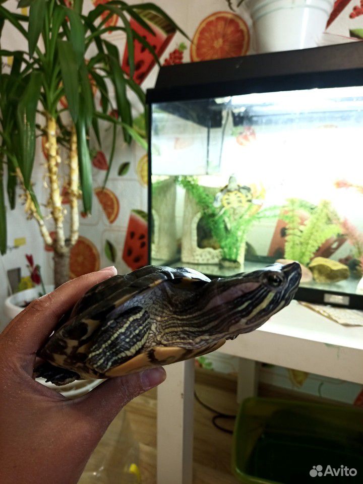 Красноухая черепаха, самец купить на Зозу.ру - фотография № 2