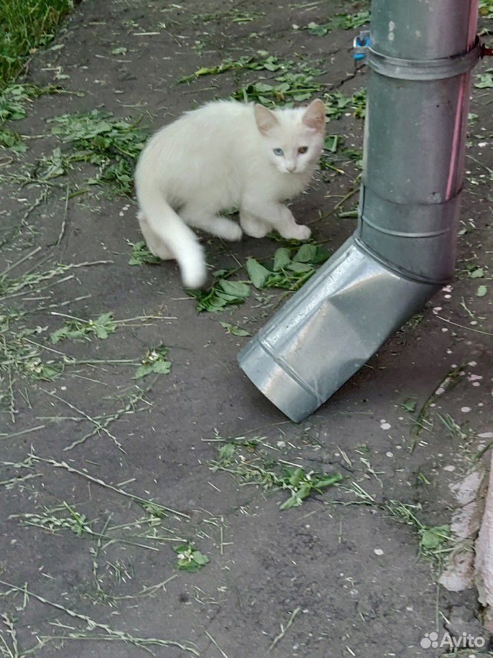 Бездомные котята купить на Зозу.ру - фотография № 4