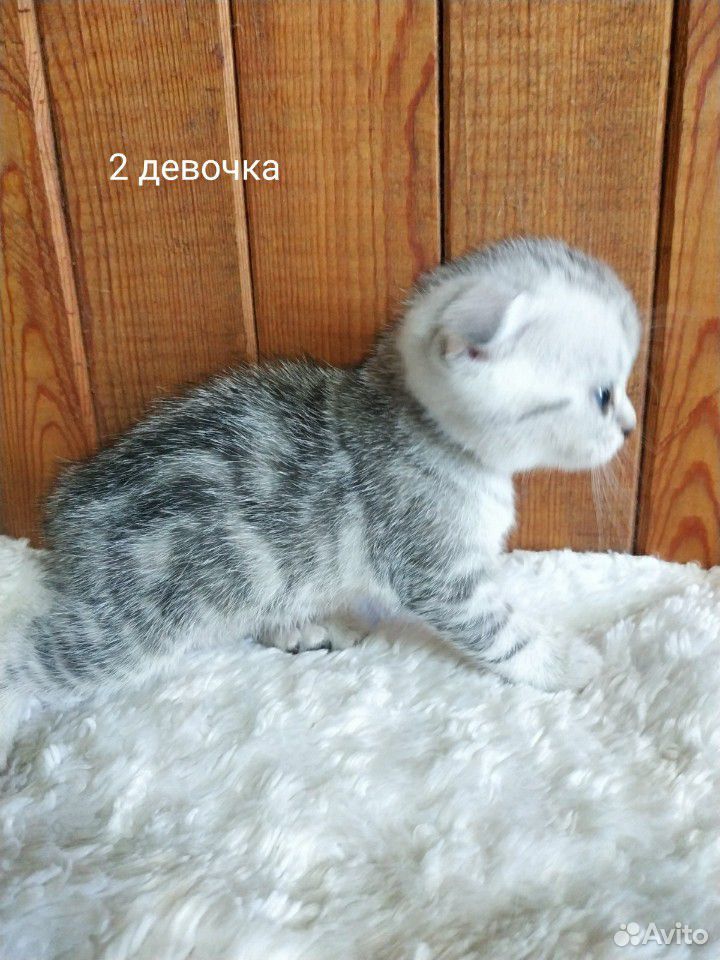 Котята британской купить на Зозу.ру - фотография № 6