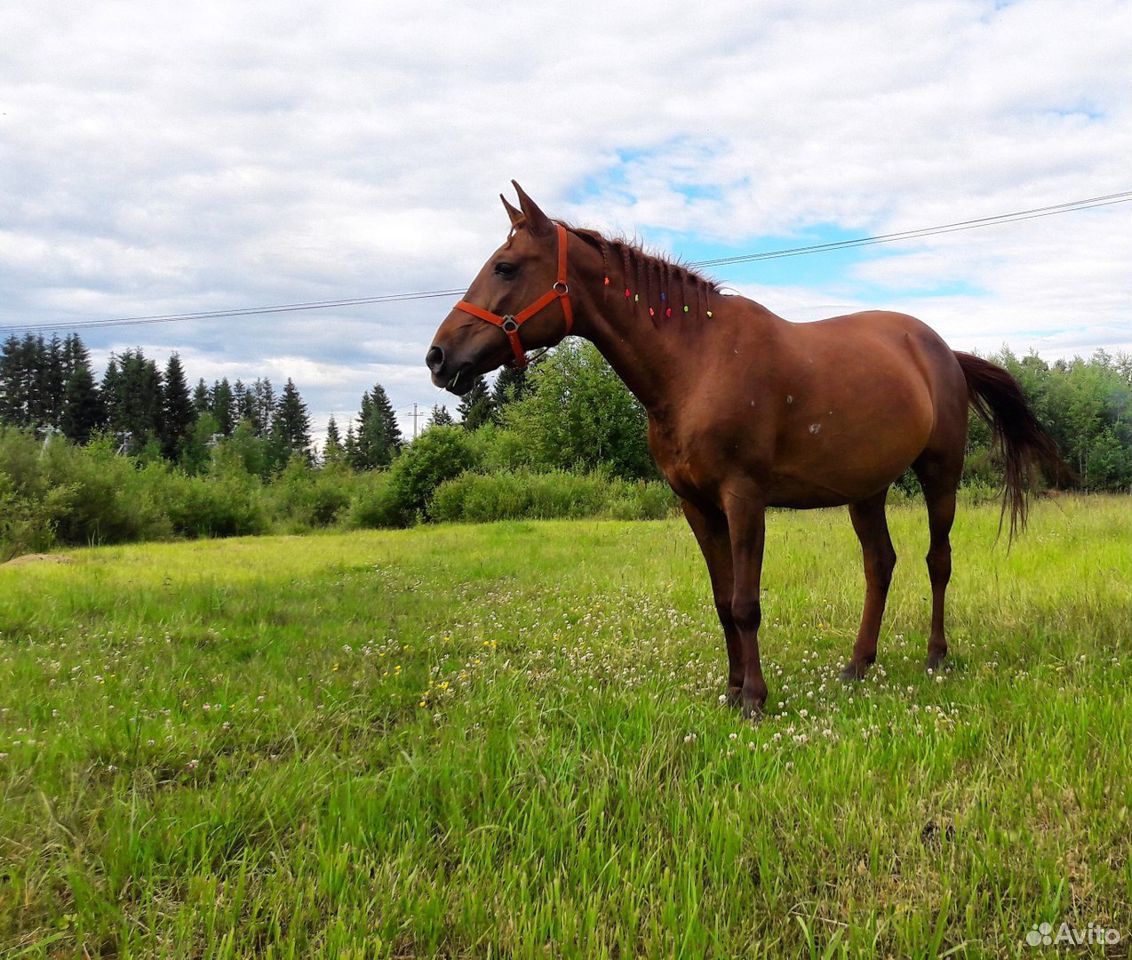 Лошадь для начинающих купить на Зозу.ру - фотография № 1