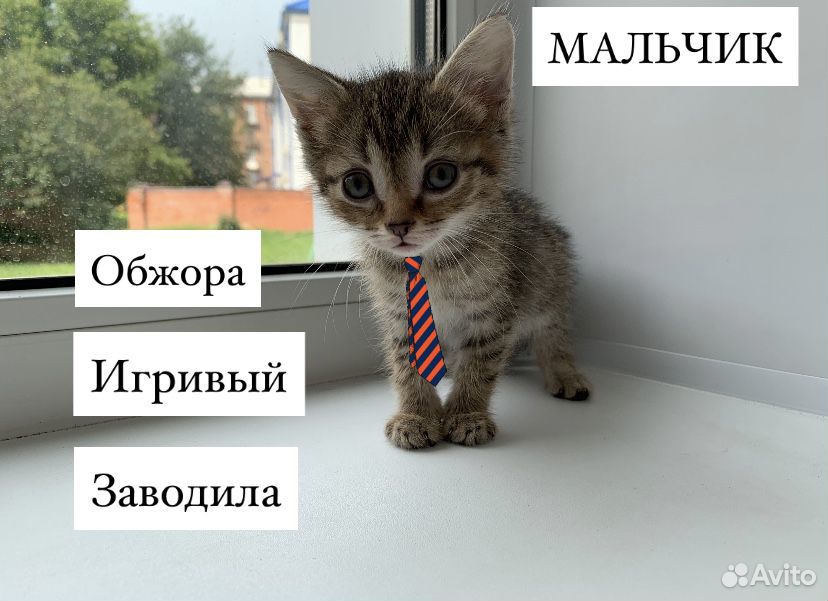 Котята бесплатно купить на Зозу.ру - фотография № 4