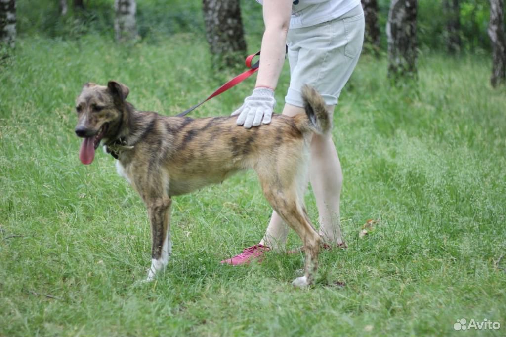 Небольшая ручная собачка Тигра ищет дом купить на Зозу.ру - фотография № 4