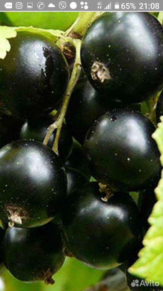 Лесные ягоды голубица и черная смородина купить на Зозу.ру - фотография № 2