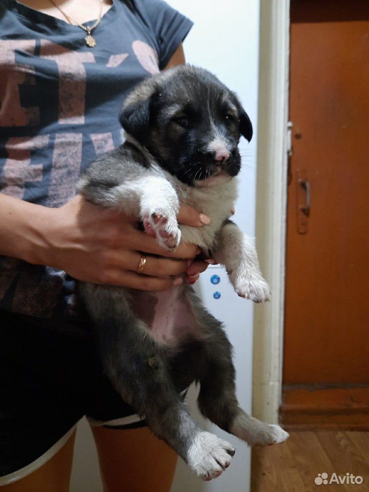 Собака щенок кутенок купить на Зозу.ру - фотография № 5