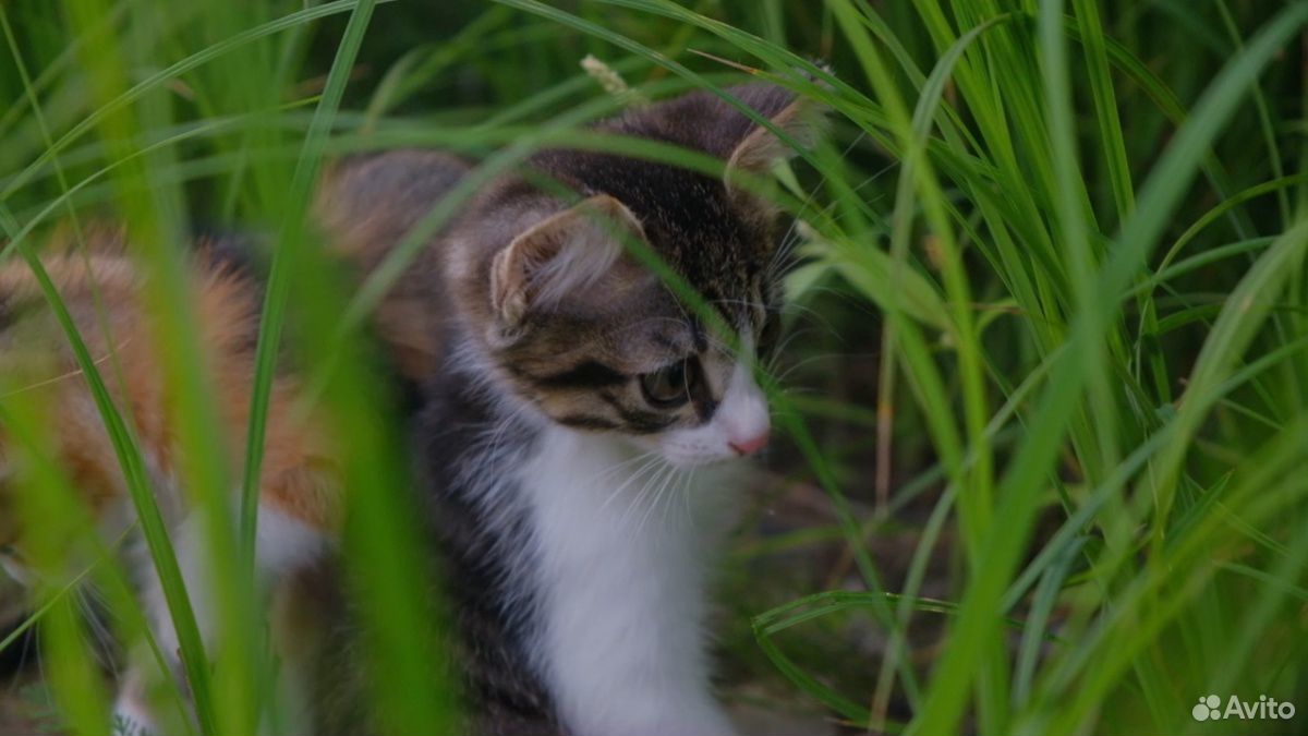 Самые лучшие котята ищут семью купить на Зозу.ру - фотография № 6