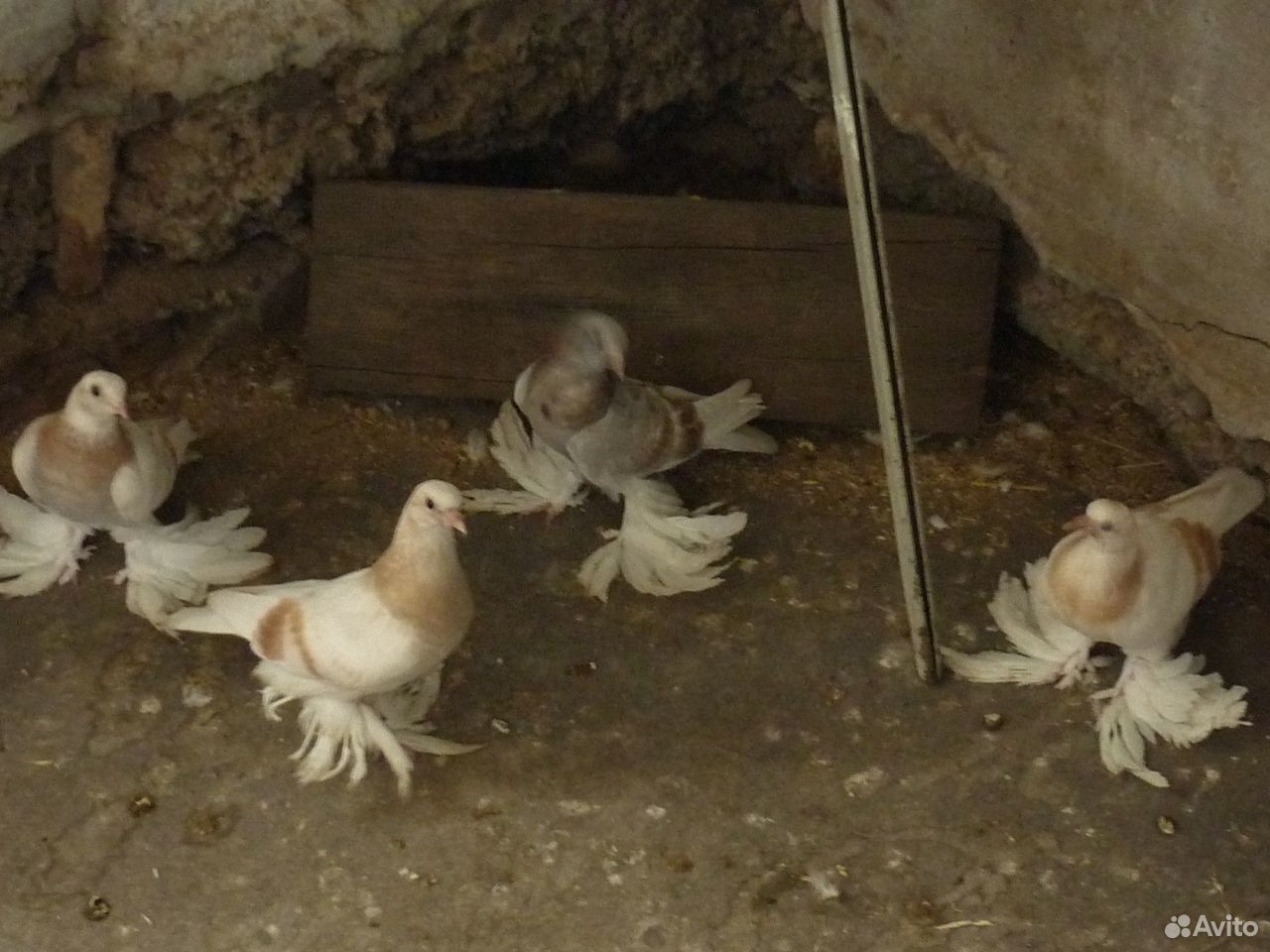 Бойные голуби купить на Зозу.ру - фотография № 5